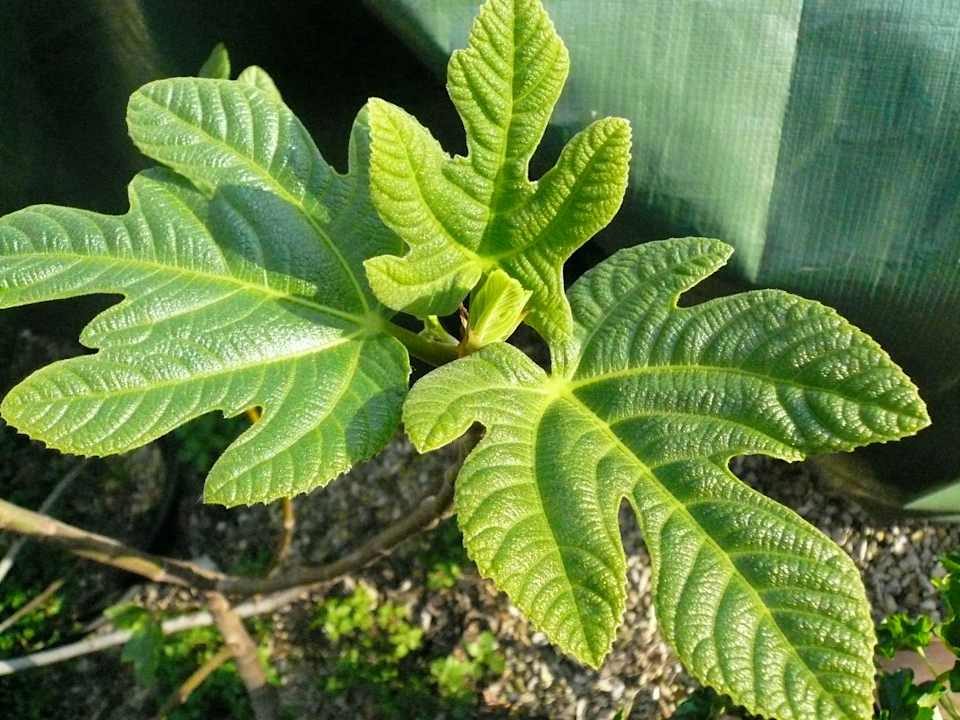 Gartenanlage Ventena Vecchia antico frantoio