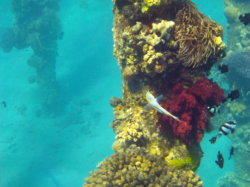 Strand Shams Prestige Abu Soma-Adults Only