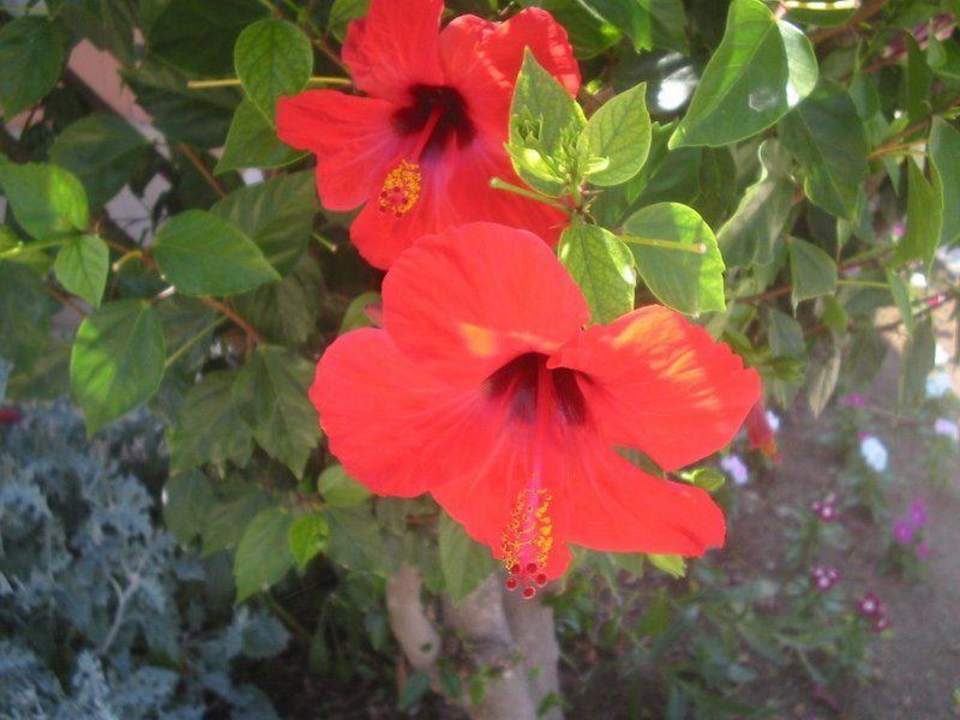 Überall waren Blüten Top Hotel