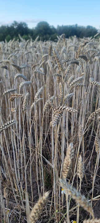 Gartenanlage Pałac i Folwark Galiny