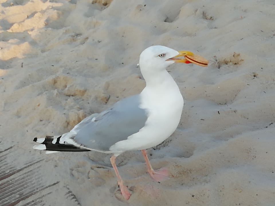 Strand Ferienwohnungen Ferienpark Weissenhäuser Strand