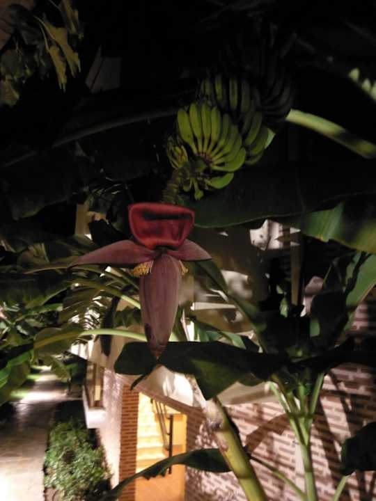 Gartenanlage Limak Limra Hotel & Resort