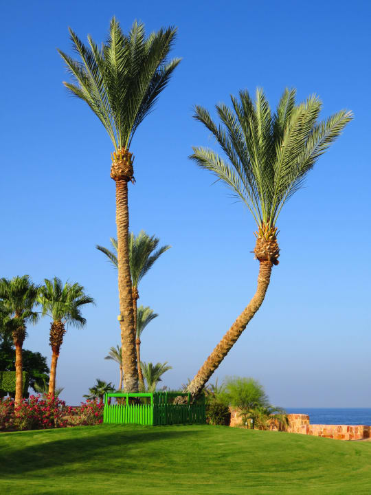 Am Schildkrötengehege Steigenberger Coraya Beach - Adults only