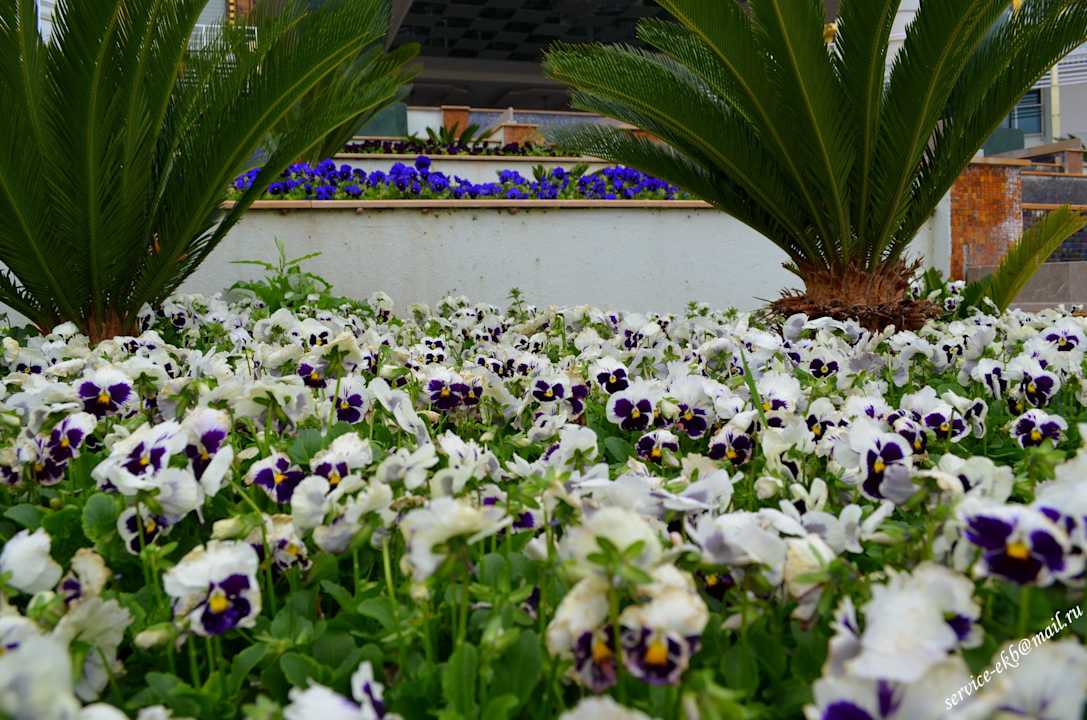 Delphin Imperial Hotel Delphin Imperial