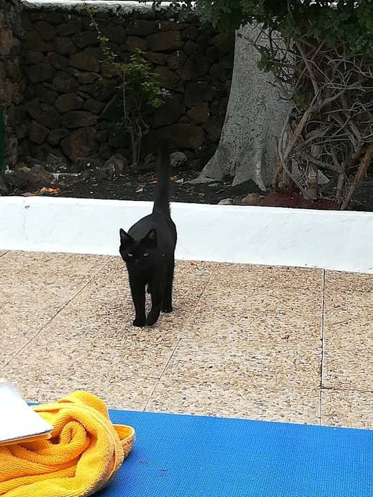 Gartenanlage Apartamentos Guacimeta