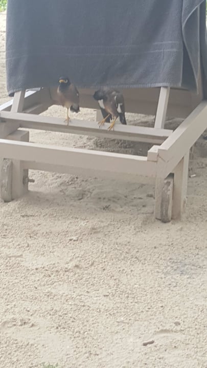 Vögel am Strand  Cape Panwa Hotel