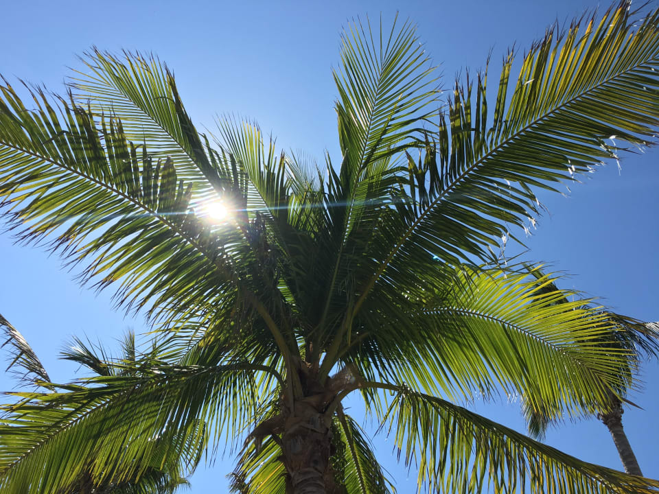 Gartenanlage Paradisus Princesa del Mar Resort & Spa - Adults only