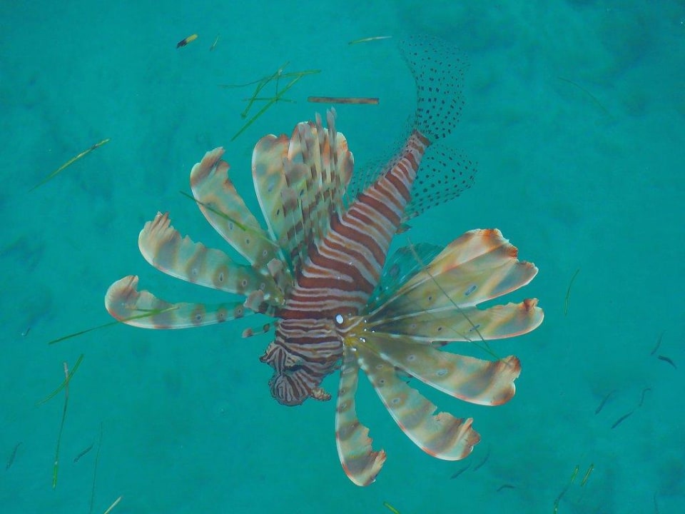 Feuerfisch am Jetty Kuredu Kuredu Island Resort & Spa
