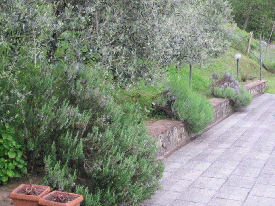 Rosmarinbusch am Pool Apartments Agriturismo Belvedere