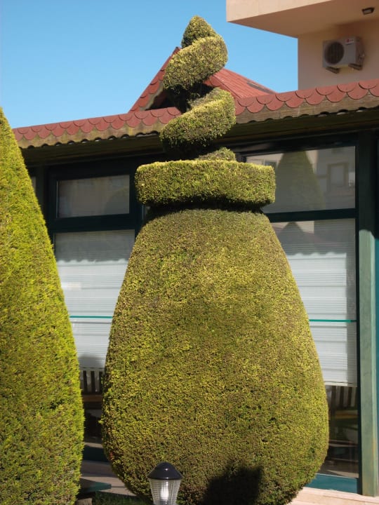 Große Thuja Grand Seker Hotel
