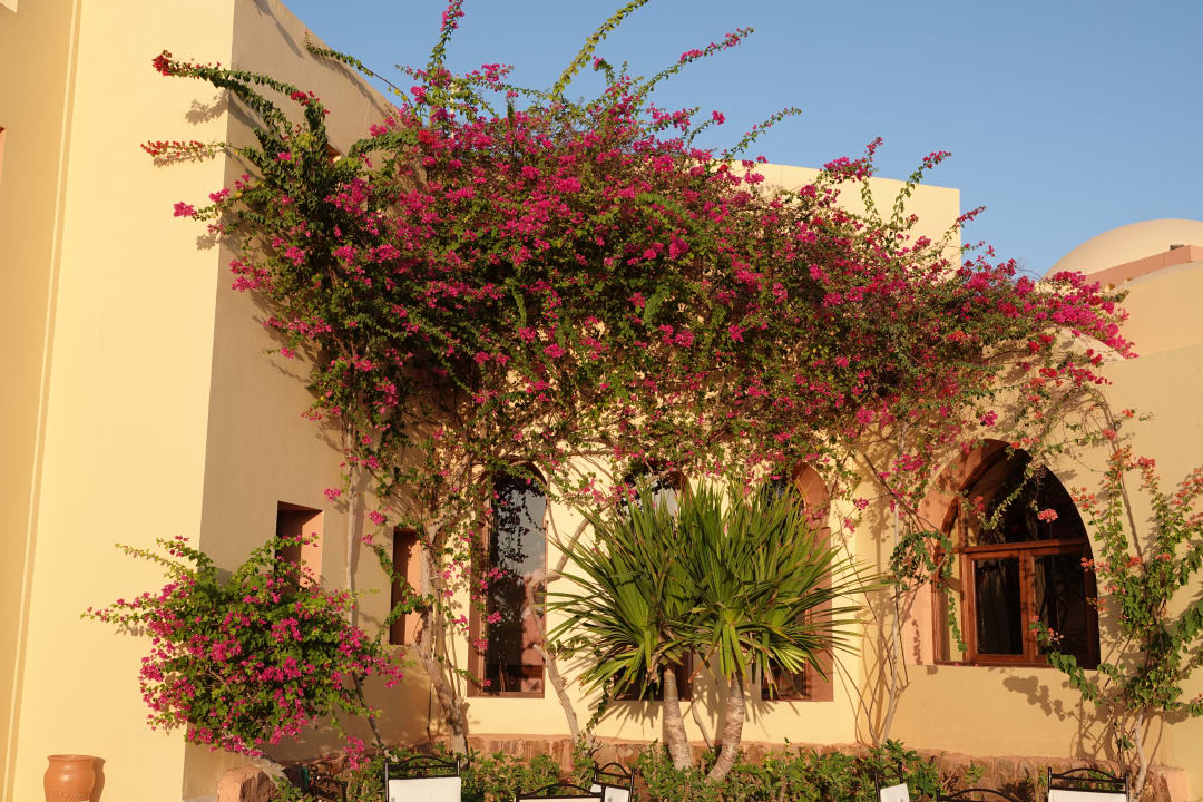 Gartenanlage Steigenberger Coraya Beach - Adults only