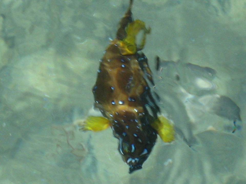 Kugelfisch Pickalbatros Palace Resort