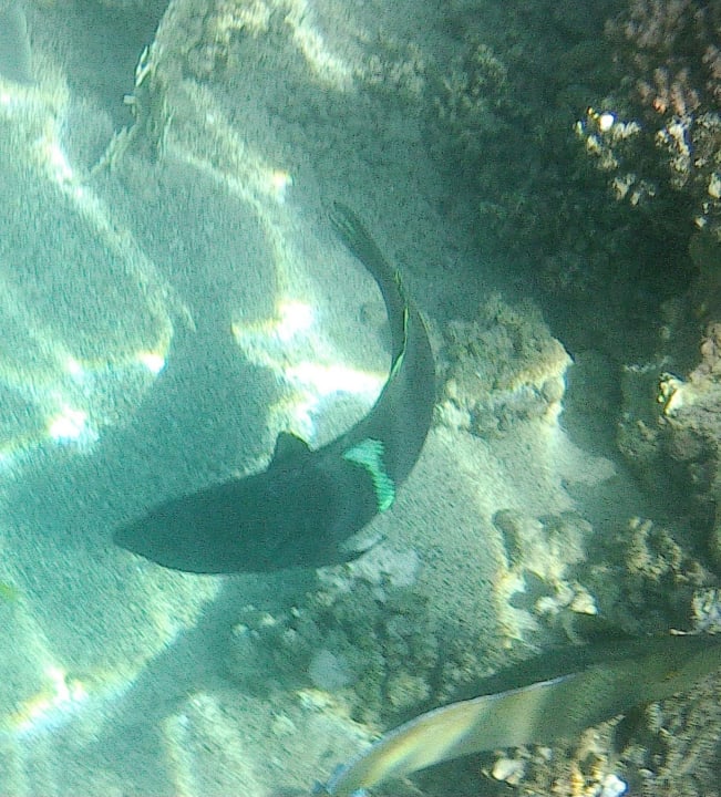 Sport & Freizeit Coral Sun Beach