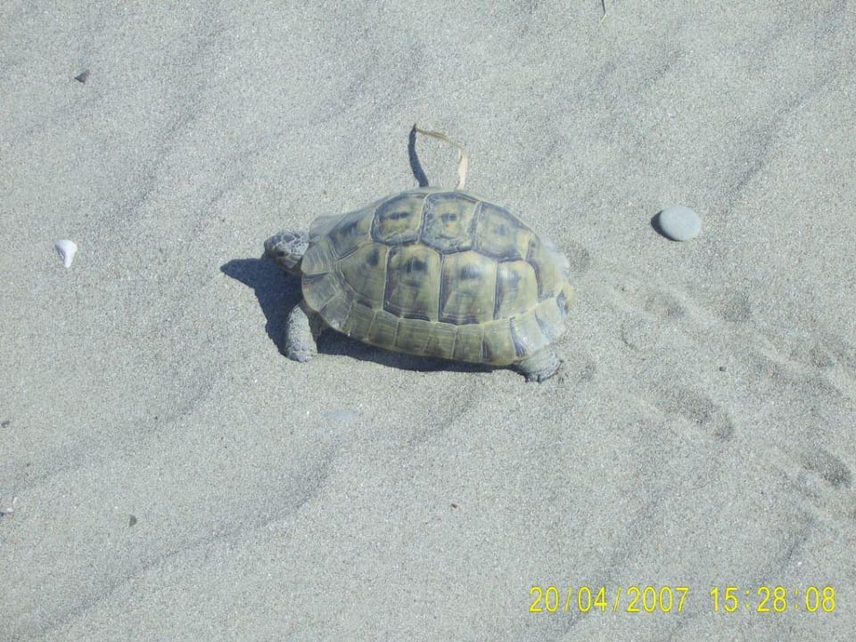 Strand Belek Beach Resort Hotel