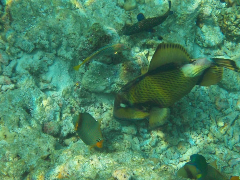 Drückerfisch NH Collection Maldives Reethi Resort