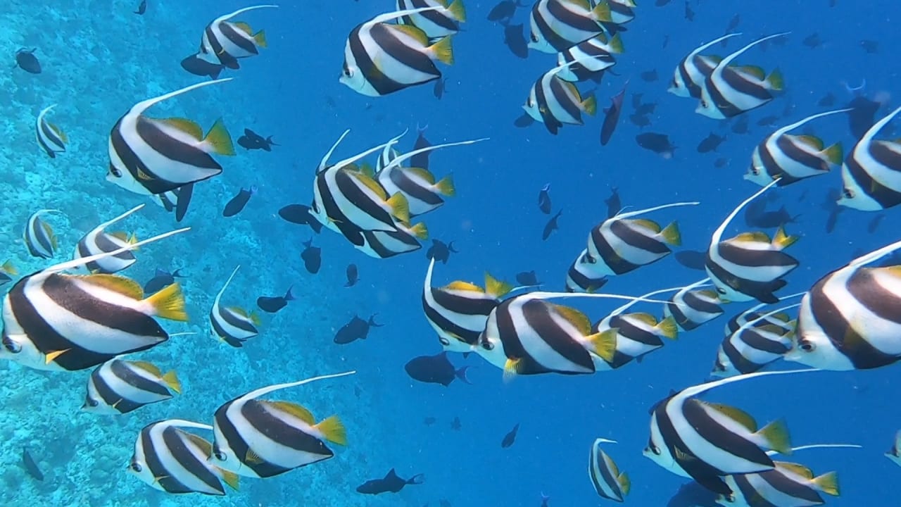 Sport & Freizeit NH Collection Maldives Reethi Resort