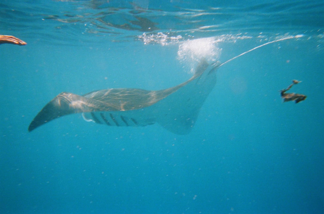 Manta Rochen beim Dhoni Ausflug Safari Island Maldives
