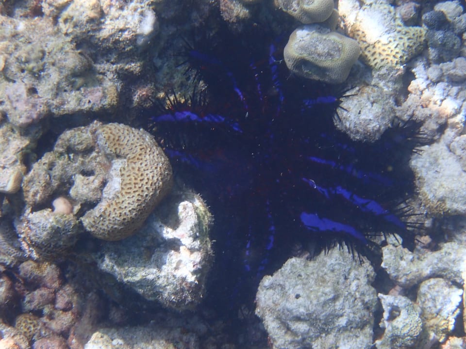 Sport & Freizeit Reethi Faru Resort