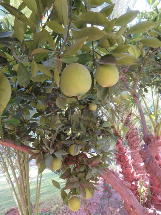 Gartenanlage Hotel Riu Tikida Palmeraie