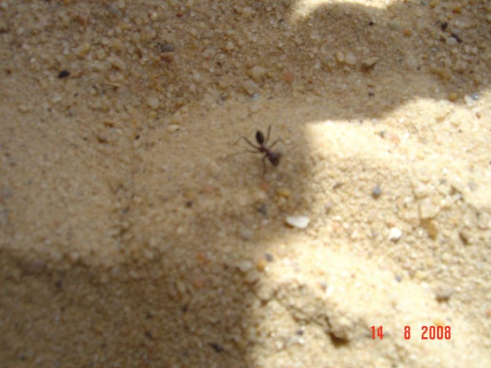 Killerameisen am Strand Hotel Sunnydays L'Albatros/Albatros