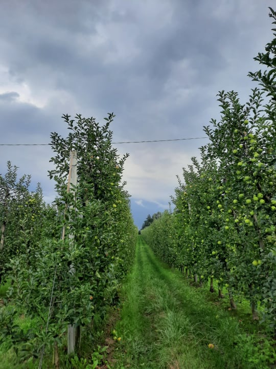 Gartenanlage Hotel Meringerhof