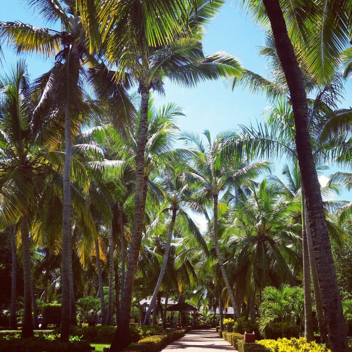 Palmengarten Iberostar Waves Dominicana