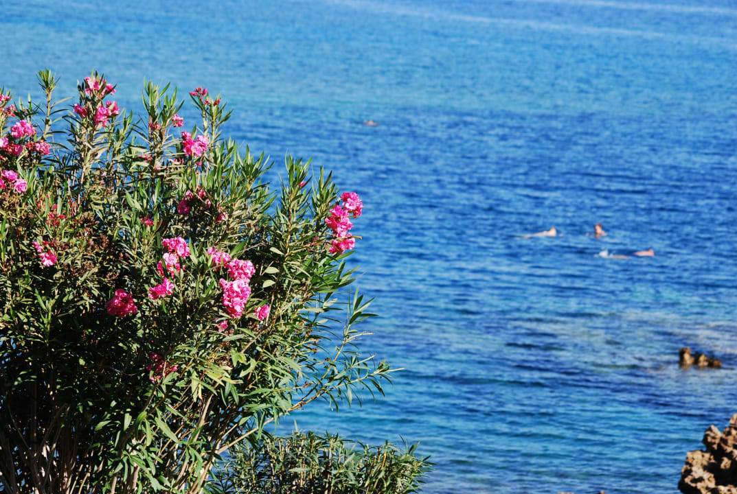 Gartenanlage Crystal Springs Beach Hotel