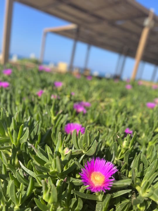 Gartenanlage Kernos Beach Hotel & Bungalows