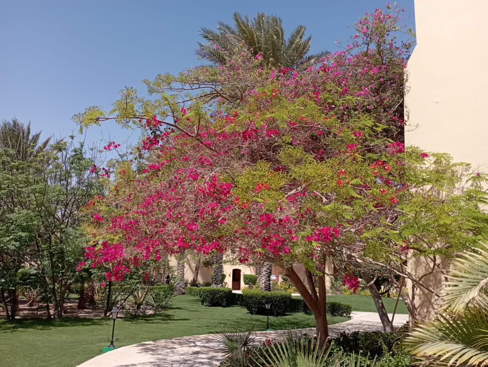 Gartenanlage Steigenberger Coraya Beach - Adults only