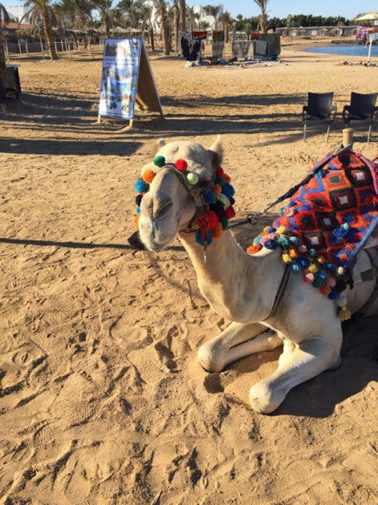 Camel tour is waiting JAZ Aquamarine Resort