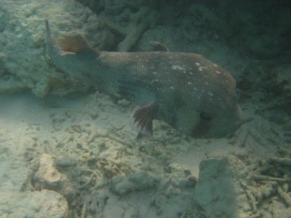 Unterwasserwelt am Hausriff NH Collection Maldives Reethi Resort