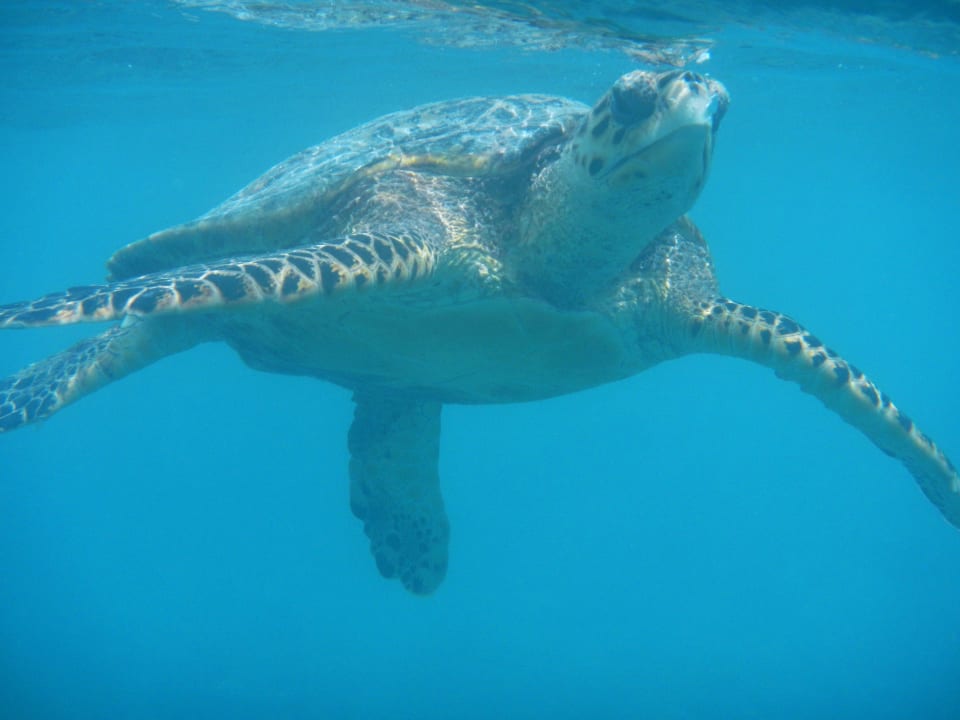 Schnorcheln Kuramathi Maldives