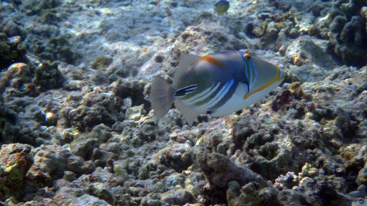 Picasso Drückerfisch Kuramathi Maldives
