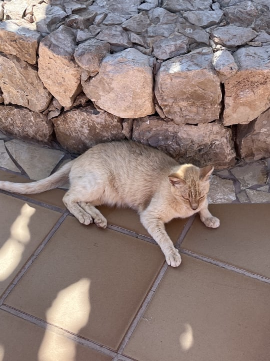 Sonstiges SBH Hotel Taro Beach