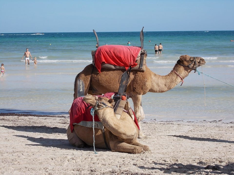 Kamele am Strand Hotel Seabel Rym Beach Djerba