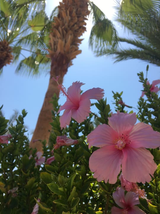 Gartenanlage Steigenberger Coraya Beach - Adults only