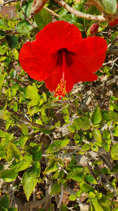 Gartenanlage Bahia Principe Sunlight Costa Adeje