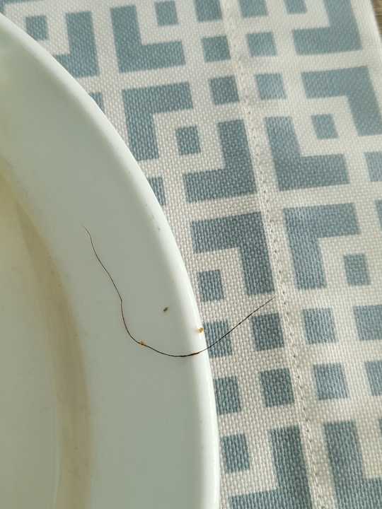 Gastro Canary Garden Club