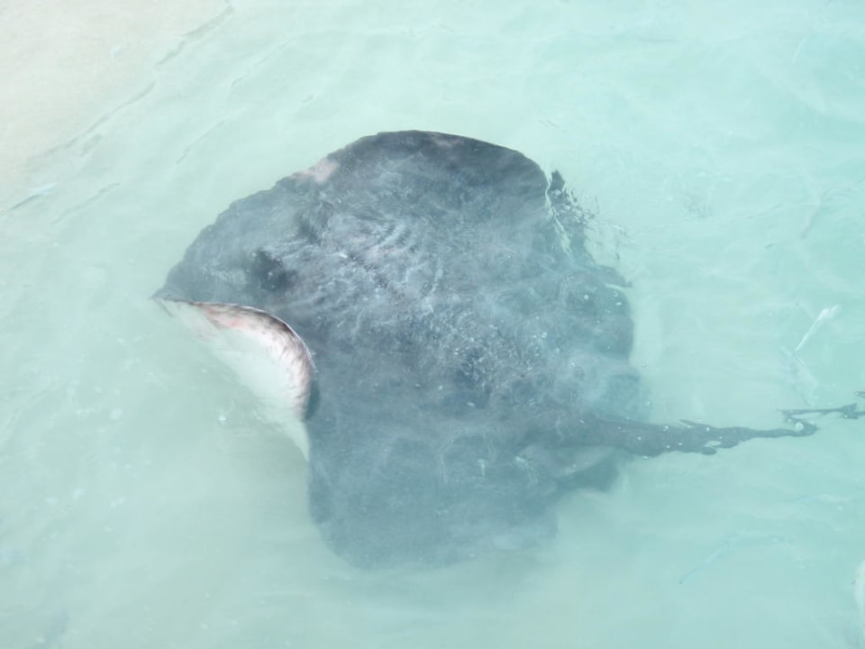 Mantas NH Collection Maldives Reethi Resort