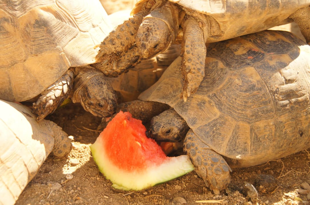 Schmatzen, wenn es frische Melone gibt Villa Stella Apartments