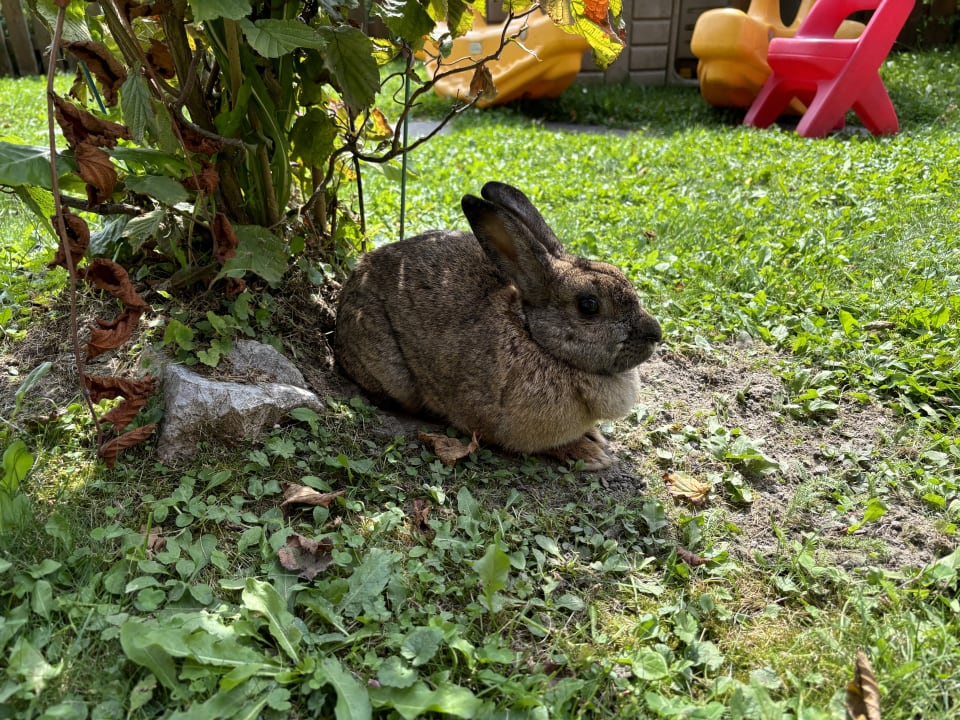 Gartenanlage Gartenhotel Daxer