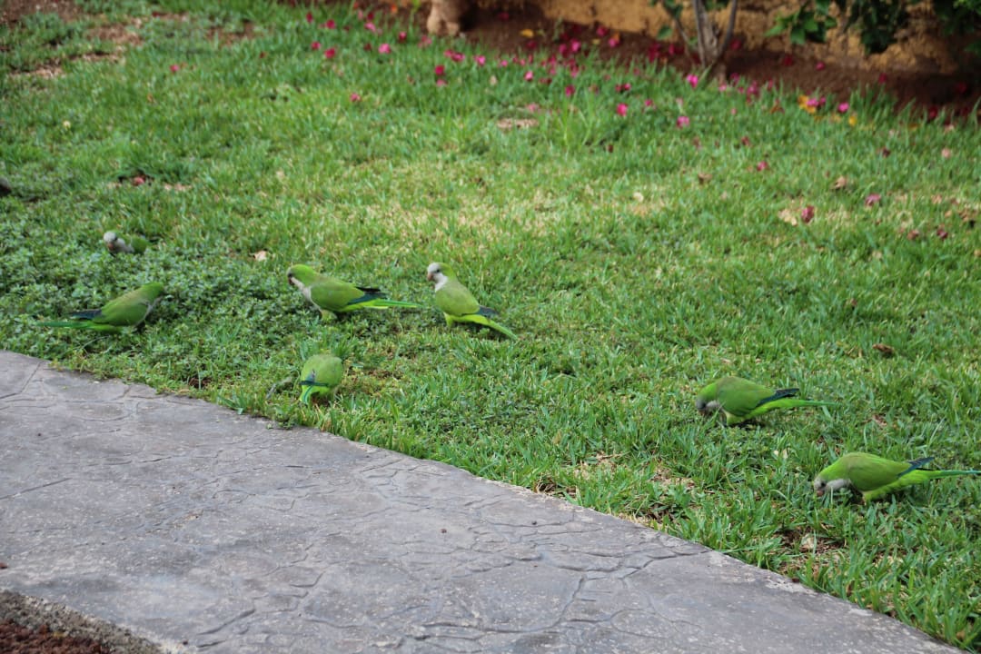 Natur  HL Miraflor Suites Hotel