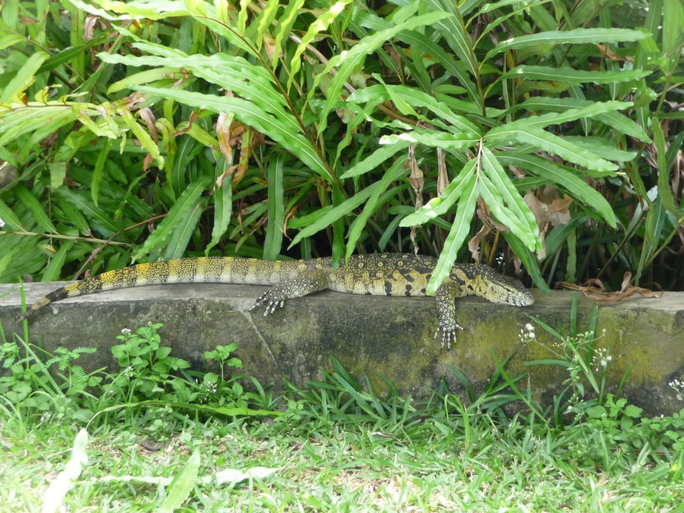 Leguan Baobab Beach Resort & Spa