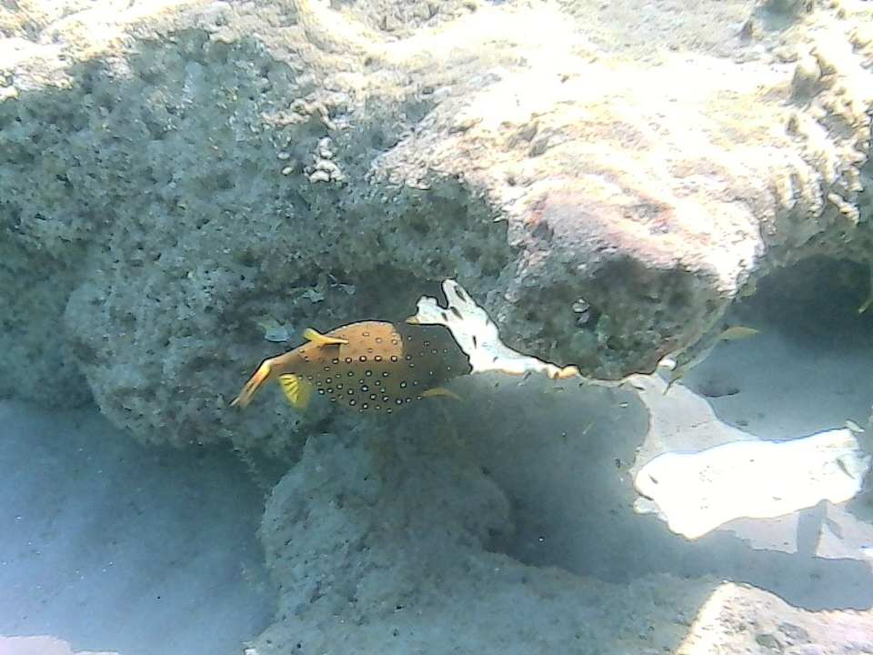 Strand Titanic Royal