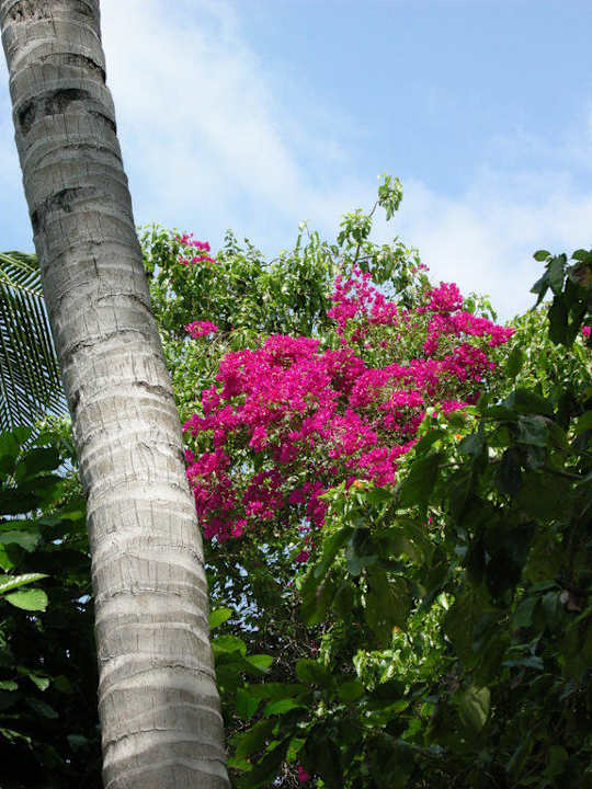 Blütenpracht Summer Island Maldives