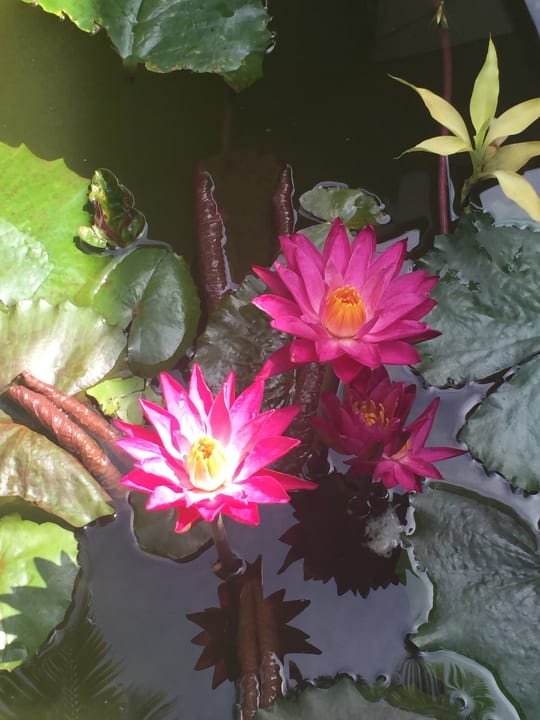 Gartenanlage Pahalage Guesthouse