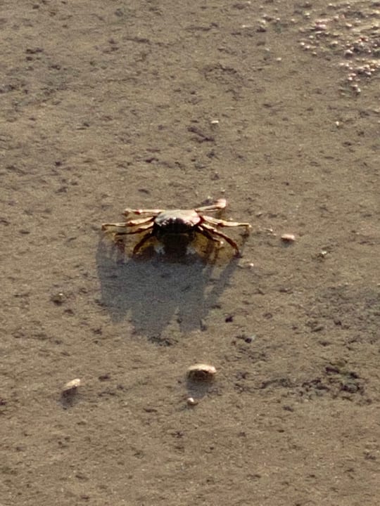 Strand Hotel Sheraton Soma Bay Resort