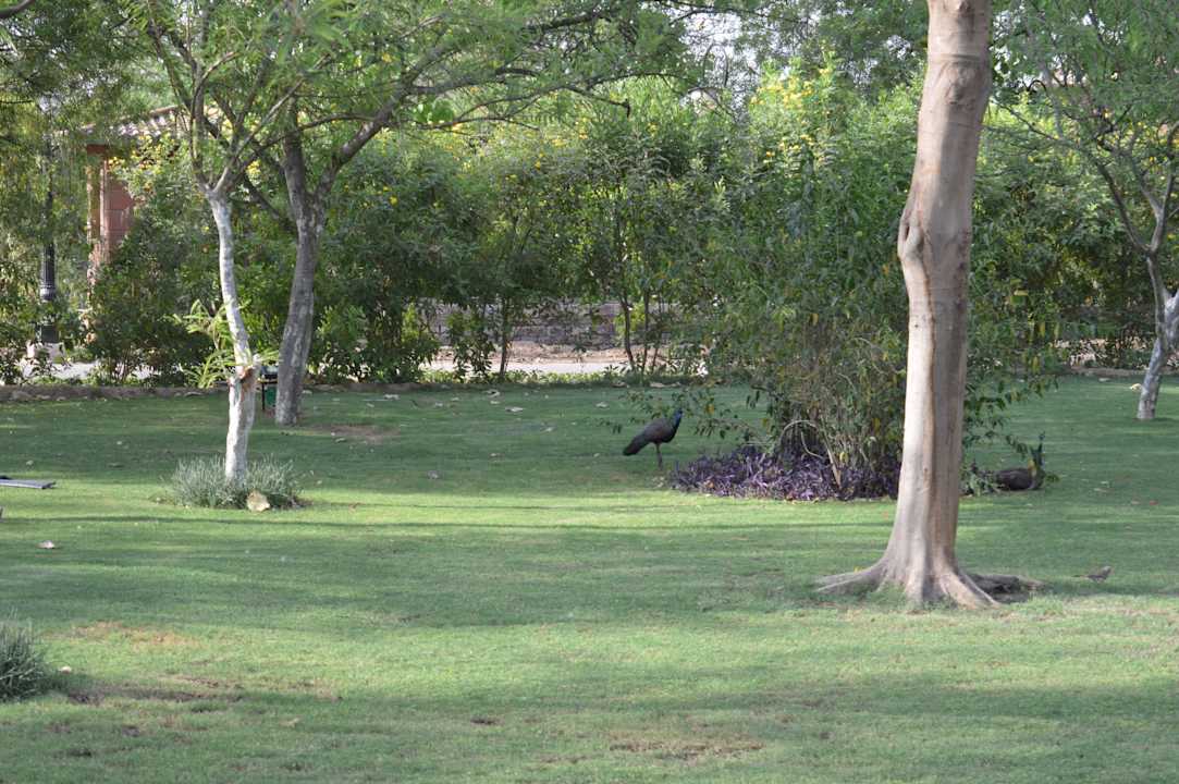 Garten Hotel Raj Niwas Palace