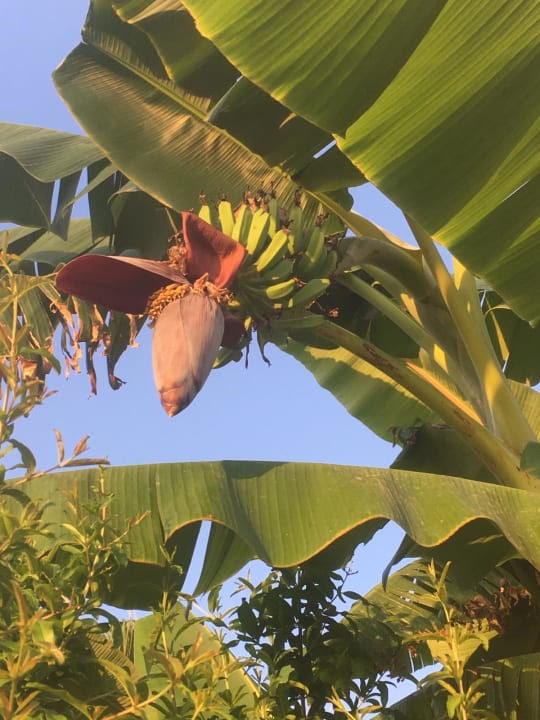 Garten Merve Sun Hotel & Spa