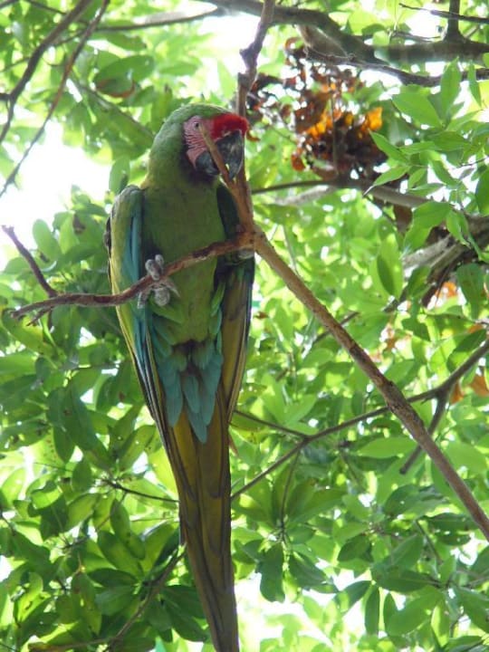 Ara Bel Air Collection Resort & Spa Riviera Maya